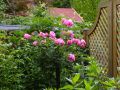 Beetrose 'Leonardo da Vinci' � - Rosa 'Leonardo da Vinci' �