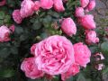 Beetrose 'Leonardo da Vinci' � - Rosa 'Leonardo da Vinci' �
