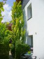 Goldulme 'Wredei' - Ulmus carpinifolia 'Wredei'