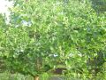 F�cherblattbaum / Ginkgobaum - Ginkgo biloba
