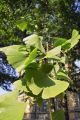 F�cherblattbaum / Ginkgobaum - Ginkgo biloba