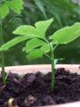 F�cherblattbaum / Ginkgobaum - Ginkgo biloba