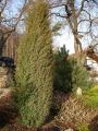 Blauer Kegel-Mooswacholder / Chinesischer  S�ulenwacholder - Juniperus chinensis 'Stricta'