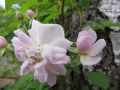 Ramblerrose 'Paul's Himalayan Musk Rambler' - Rosa 'Paul's Himalayan Musk Rambler'