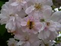 Ramblerrose 'Paul's Himalayan Musk Rambler' - Rosa 'Paul's Himalayan Musk Rambler'