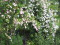 Ramblerrose 'Paul's Himalayan Musk Rambler' - Rosa 'Paul's Himalayan Musk Rambler'