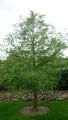 Urweltmammutbaum / Chinesisches Rotholz - Metasequoia glyptostroboides
