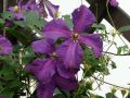 Clematis 'Polish Spirit' - Clematis viticella 'Polish Spirit'