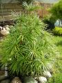 Japanische Schirmtanne - Sciadopitys verticillata