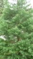Kalifornischer Mammutbaum - Sequoiadendron giganteum