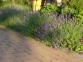 Echter Lavendel - Lavandula angustifolia