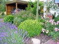 Echter Lavendel - Lavandula angustifolia