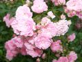 Bodendeckerrose / Beetrose 'The Fairy' - Rosa 'The Fairy'
