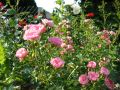 Bodendeckerrose / Beetrose 'The Fairy' - Rosa 'The Fairy'