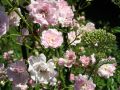 Bodendeckerrose / Beetrose 'The Fairy' - Rosa 'The Fairy'