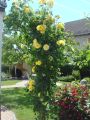 Kletterrose 'Golden Gate' � - Rosa 'Golden Gate' �