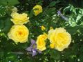 Kletterrose 'Golden Gate' � - Rosa 'Golden Gate' �