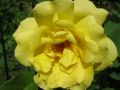 Kletterrose 'Golden Gate' � - Rosa 'Golden Gate' �