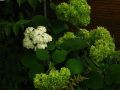 Ballhortensie 'Annabelle' - Hydrangea arborescens 'Annabelle'