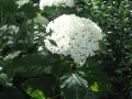 Ballhortensie 'Annabelle' - Hydrangea arborescens 'Annabelle'