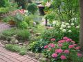 Ballhortensie 'Annabelle' - Hydrangea arborescens 'Annabelle'