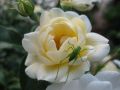 Bodendeckerrose 'Heidesommer' � - Rosa 'Heidesommer' �