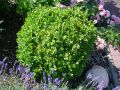 Buchsbaum Kugel - Buxus sempervirens Kugel