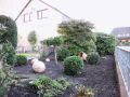 Buchsbaum Kugel - Buxus sempervirens Kugel