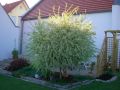 Harlekinweide / Zierweide 'Hakuro Nishiki' - Salix integra 'Hakuro Nishiki' /Japanisch Weide