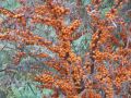 Sanddorn weiblich 'Leikora' - Hippophae rhamnoides 'Leikora'