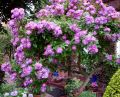 Ramblerrose 'Veilchenblau' - Rosa 'Veilchenblau'