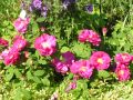 Historische Rose 'Gallica Officinalis' - Rosa 'Gallica 'Officinalis'