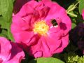 Historische Rose 'Gallica Officinalis' - Rosa 'Gallica 'Officinalis'