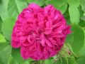 Strauchrose 'Rose de Resht' - Rosa 'Rose de Resht'