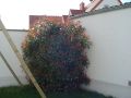 Glanzmispel 'Red Robin' / Rote Glanzmispel - Photinia fraseri 'Red Robin'