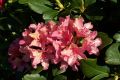 Rhododendron 'Brasilia' - Rhododendron Hybride 'Brasilia'