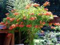 Trompetenblume 'Mme Galen' / Orange-rote Trompetenblume - Campsis tagliabuana 'Mme Galen'