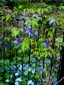 Clematis / Alpenwaldrebe - Clematis alpina