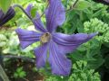 Clematis durandii / Stauden-Clematis - Clematis integrifolia durandii