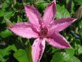 Clematis 'Hagley Hybrid' - Clematis 'Hagley Hybrid'