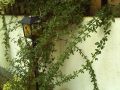 Winterjasmin - Jasminum nudiflorum
