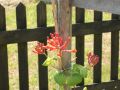 Gei�blatt 'Dropmore Scarlet' / Rote Gei�schlinge - Lonicera brownii 'Dropmore Scarlet'