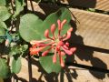 Gei�blatt 'Dropmore Scarlet' / Rote Gei�schlinge - Lonicera brownii 'Dropmore Scarlet'