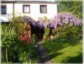 Blauregen / Glyzine / Wisterie / Chinesischer Blauregen - Wisteria sinensis