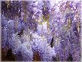 Blauregen / Glyzine / Wisterie / Chinesischer Blauregen - Wisteria sinensis