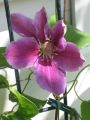 Clematis 'Dr. Ruppel' - Clematis 'Dr. Ruppel'
