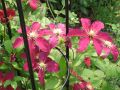 Clematis 'Niobe' - Clematis 'Niobe'