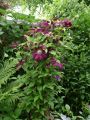 Clematis 'Niobe' - Clematis 'Niobe'