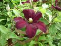 Clematis 'Niobe' - Clematis 'Niobe'