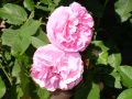 Historische Rose 'Louise Odier' - Rosa 'Louise Odier'
